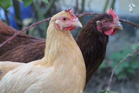 Help Please Chicken Comb Issues BackYard Chickens Learn How To