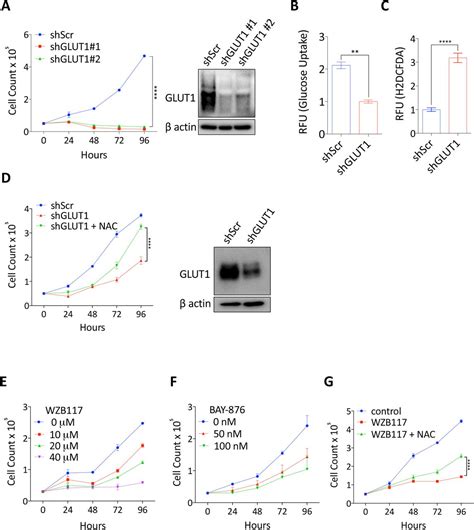 Fadu Cell Line Atcc Bioz