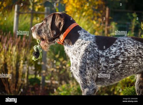 a portrait of a German Drahthaar hunting dog Stock Photo - Alamy