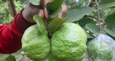 Budidaya Jambu Kristal Dinas Pertanian Pangan Kabupaten Demak