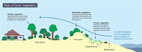 Coastal Vegetation And Sand Dunes Moreton Bay Regional Council