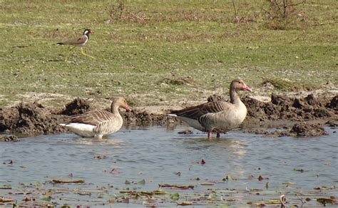 Greylag Geese Birds Anser Free Photo On Pixabay Pixabay