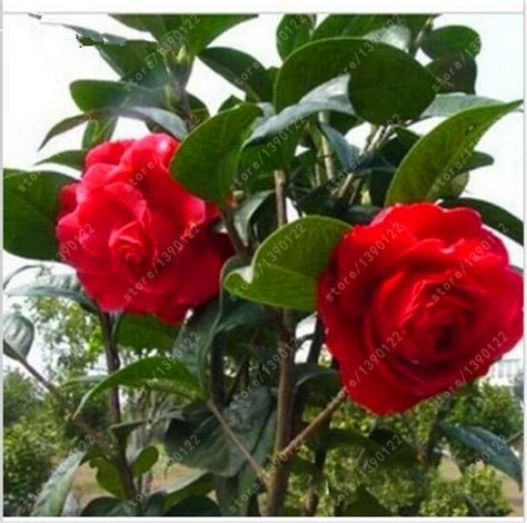 Flower Tree Camellia Seeds 50pcs - Pure Bonsai