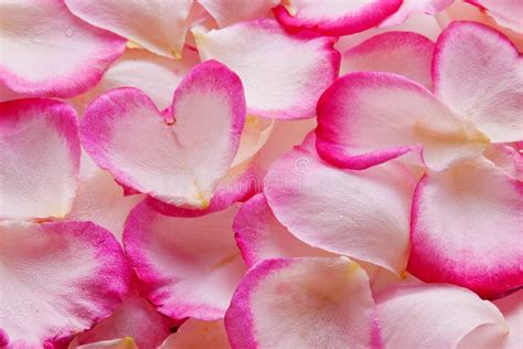 Cuore Dei Petali Rosa Del Biglietto Di S Valentino Fotografia Stock