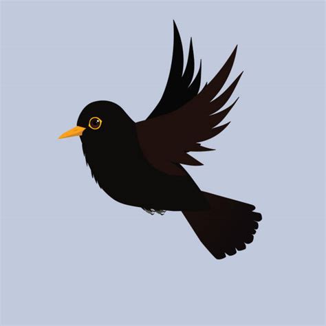 Cartoon Of Blackbird Illustrations, Royalty-Free Vector Graphics & Clip ...