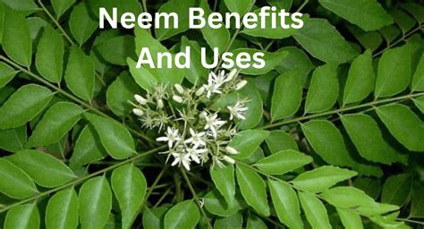 नम क 6 फयद Neem Benefits And Uses Hindi GupSup