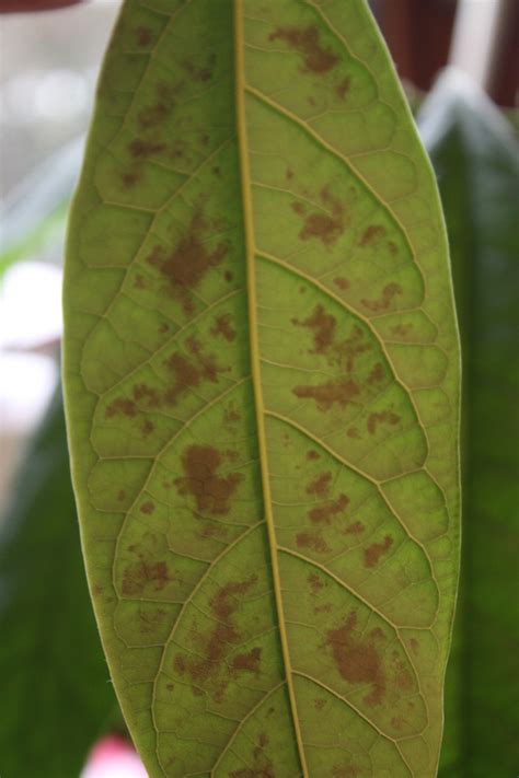 Avocado Leaves Get Brown Spots