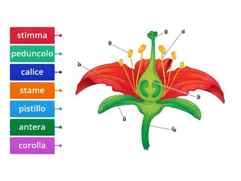 Le Parti Del Fiore Labelled Diagram