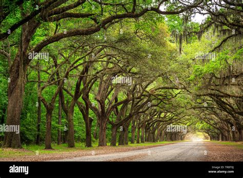 The One Mile Live Oak lined road at Wormsloe Plantation, Savannah ...