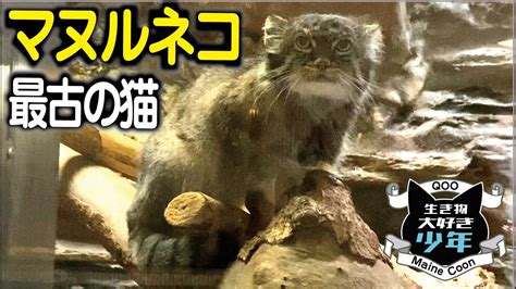 【マヌルネコ】世界最古の猫 Youtube