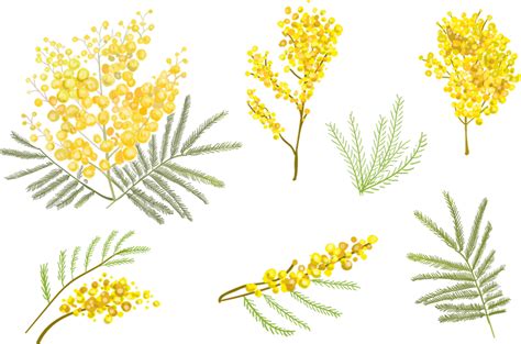 Рисунки мимозы цветка