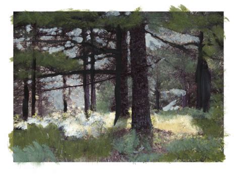 Feel The Forest Keeli Edwards