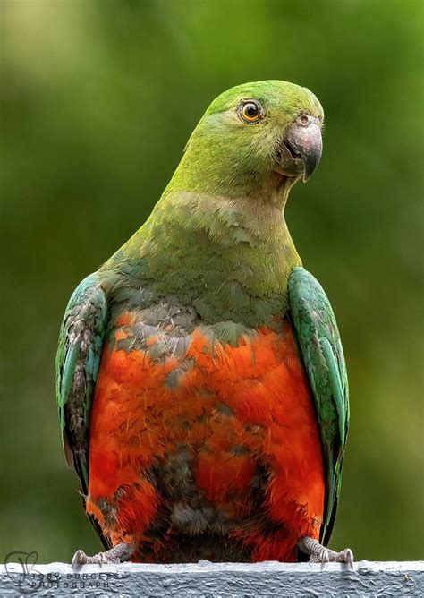 Juvenile King Parrot — Toby Burgess Photography