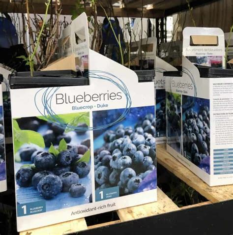 How To Grow Blueberries 🫐 🌿 A Guide To Cultivating Natures Sweet Sapphires