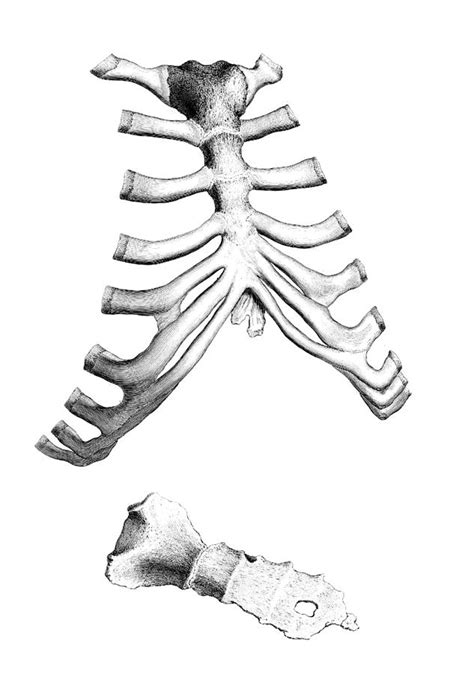 William Cheselden Osteographia 1733 5 By Science Source