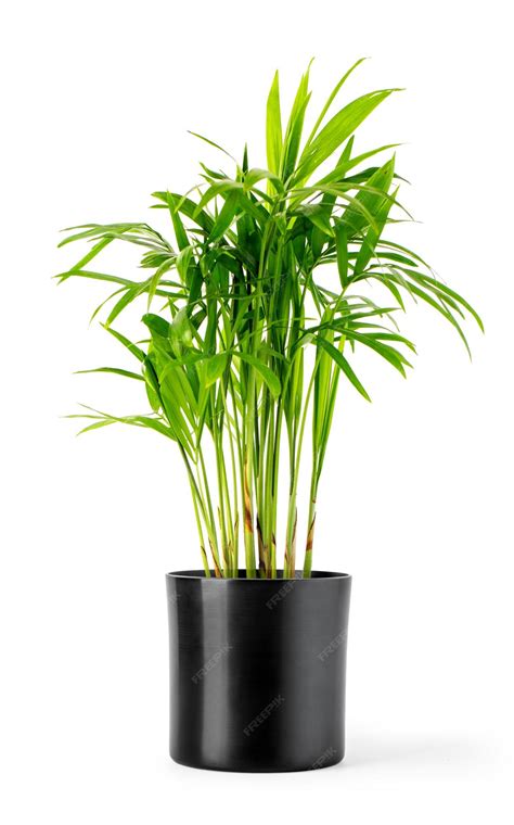 Premium Photo Decoration Plant On Black Pot Isolated On Whitebackground