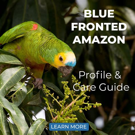 Blue Fronted Amazon Profile And Cage Guide Learn More Parrot Essentials