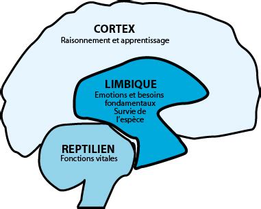 Le Système Limbique Site de sandra neuro training fr