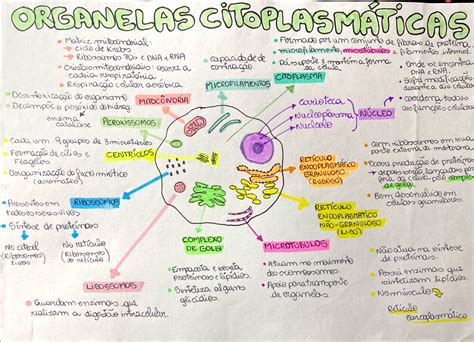 Mapa Mental Das Organelas Ensino