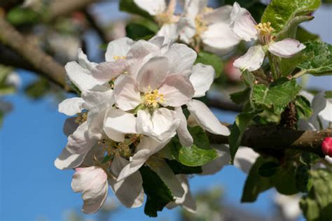 Life Cycle Of Apple Tree Stock Photos Pictures And Royalty Free Images