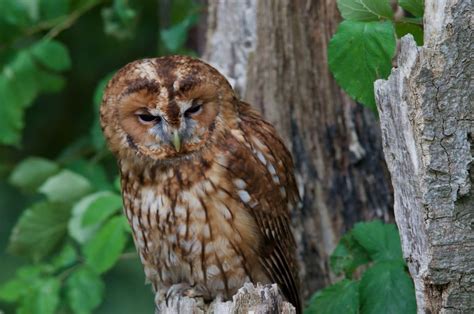 birdlife threatens  walk   taxonomy platform  sustainable