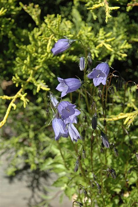 Bavaria Blue Creeping Bellflower Campanula Cochleariifolia Bavaria