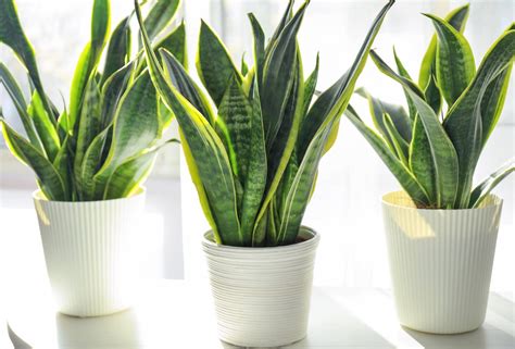 Plants That Are Poisonous To Dogs Readers Digest Canada