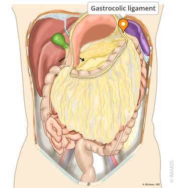 Gastrocolic ligament - e-Anatomy - IMAIOS