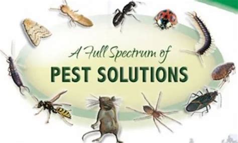 Bed Bugs Pest Control Services In Amberpet Hyderabad Id 23144856248