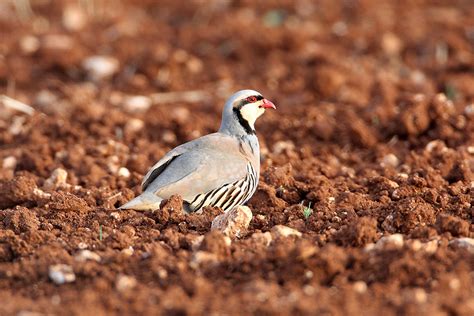 Chukar Partridge - BirdLife Cyprus