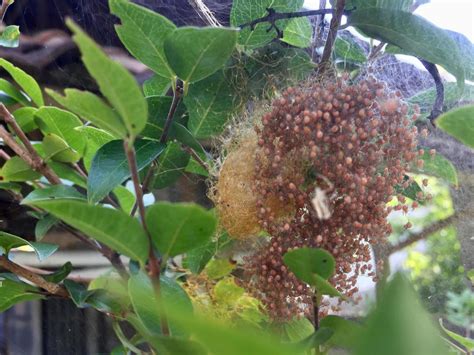 spider eggs nesting in the home garden 15766627 Stock Photo at Vecteezy