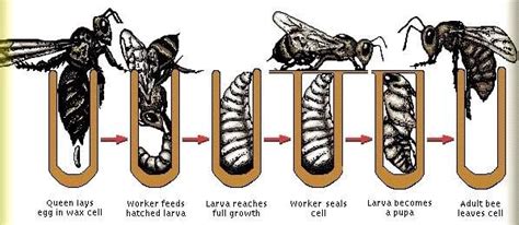 Bees Life Cycle Galway Beekeepers