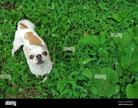 A small dog breed Chihuahua Stock Photo - Alamy