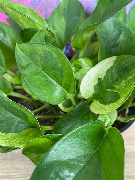 NEW Lemon Lime Meringue Pothos Plants Epipremnum Aureum Rooted Starter