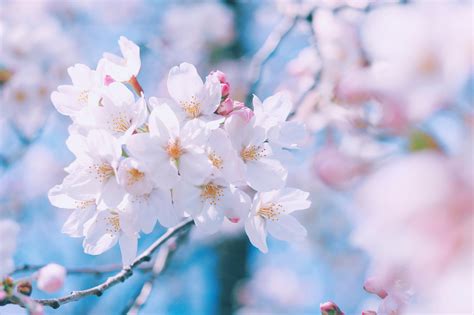 透き通るような青空と冷たい空気の中でやっと満開になれた桜の花のフリー画像｜おしゃれなフリー写真素材：girly Drop