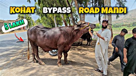 Kohat Bypass Road Mandi Kohat Mandi Cow Mandi