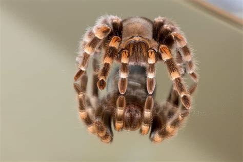 100 Coolest Tarantula Names [2020] – thepetsavvy.com