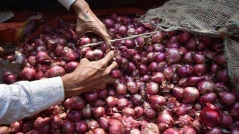 Lakh Tonnes Of Onion Procured By Govt As Buffer Stock Piloting