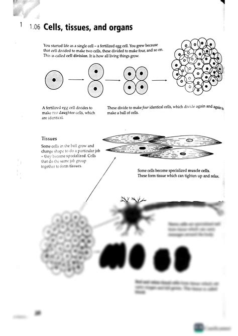 SOLUTION Cells Tissues And Organs Studypool