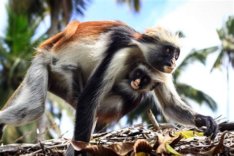 Колобус Кирка (лат.Piliocolobus kirkii)