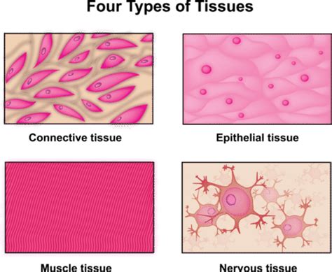 An Illustration Of The Four Tissue Types Found In The Human Body