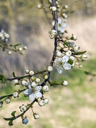 Branch Plum Tree Prunus Domestica Bloom Editorial Stock Photo Stock