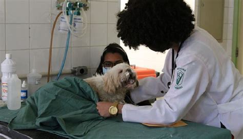 Prefeitura de Salvador abre seleção para contratar médicos veterinários