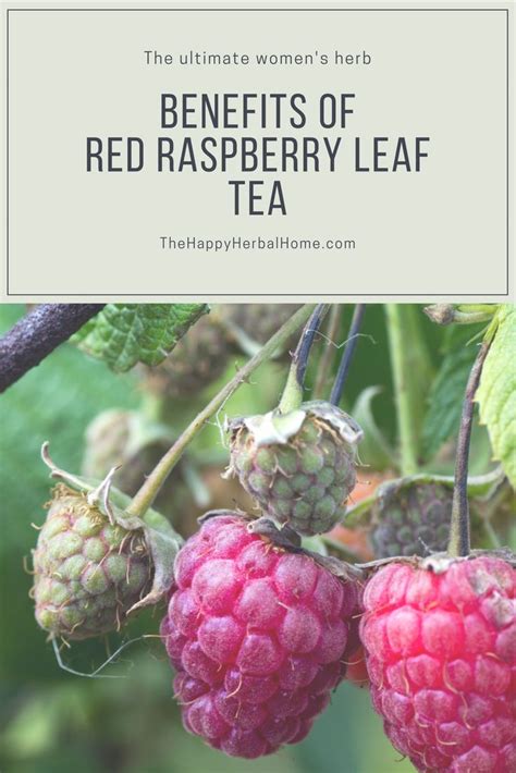 5 Fantastic Benefits Of Red Raspberry Leaf Tea The Happy Herbal Home