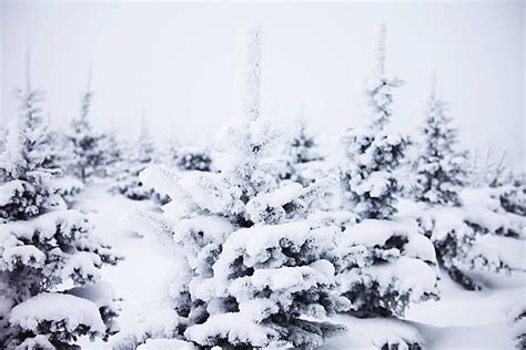 فروع شجرة التنوب الشتوية مغطاة بالثلج الرقيق صورة الخلفية والصورة