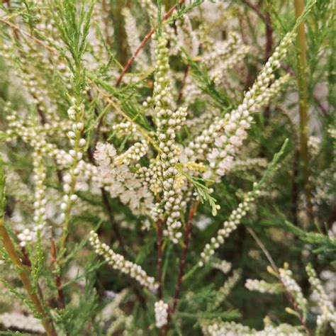 Hvid Tamarisk 40 80 Cm Tamarix Ramosissima Hulsdonk White