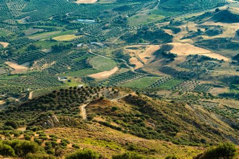 Dry Farming 101: Everything You Need to Know