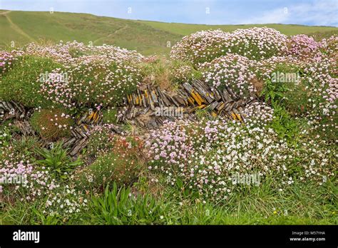 Dry Stone Wall Cornwall Stock Photo Alamy