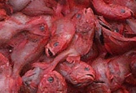 Australian Orange Roughy Revival