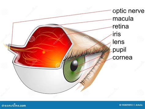 Anatomie Van Oog Vector Illustratie Illustration Of Zenuw 90809893